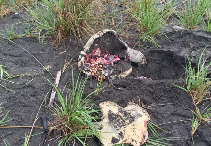 La caza de tortugas pone en peligro a estas especies. Foto: Cortesía 
