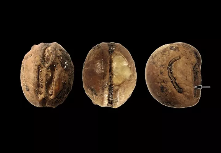 'Leea mcmillanae', descubierta en la península panameña de Azuero. Foto: Cortesía
