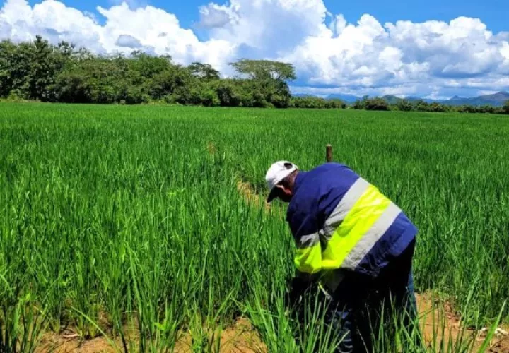 Los productores han señalado directamente a la industria molinera como responsable de los problemas con el arroz. Archivo