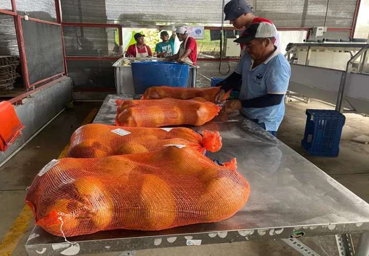 Se prevé que los envíos semanales se mantengan de manera continua. Foto: Cortesía