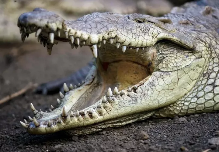 Los cocodrilos son animales grandes y fuertes. Foto ilustrativa: EFE