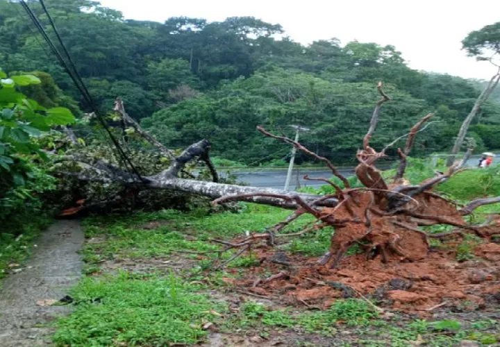 Mientras tanto en la comunidad del Giral, sector de la Curva en el corregimiento de Buena Vista se reportó la caída de un árbol sobre la vía principal. Foto. Cortesía