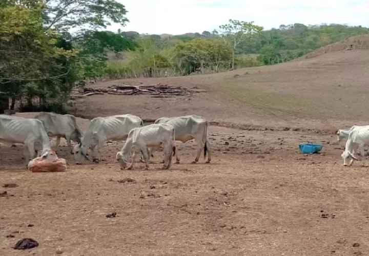 El presidente de Anagan hizo un llamado a las autoridades locales y a las fuerzas de seguridad para intensificar los esfuerzos en la lucha contra el hurto pecuario. Foto. Thays Domínguez
