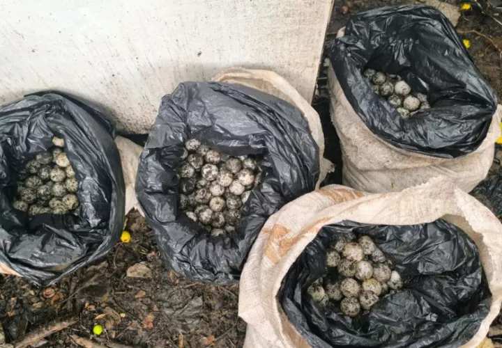 Huevos de tortugas. Foto: Cortesía MiAmbiente