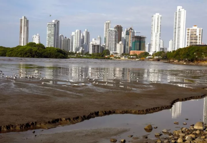 Humedales de Panamá Viejo. Foto: Cortesía MiAmbiente