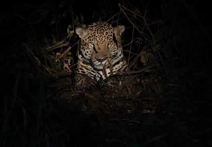 El jaguar es el felino más grande de América. Foto: Cortesía/MiAmbiente