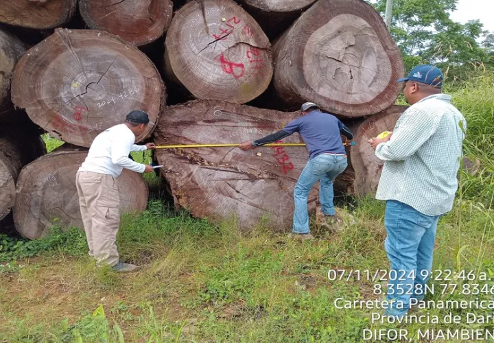 Los técnicos de la Dirección Forestal contabilizaron un total de 8,732 tucas de diferentes especies. Fotos/cortesía