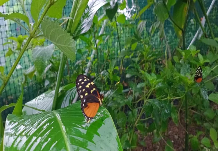 Las mariposas tienen un papel crucial como polinizadoras. Foto/Cortesía.