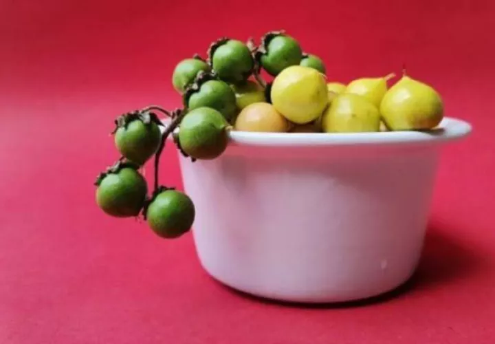 El nance es rico en fibra dietética. 