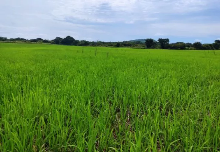Parcelas de arroz bajo en carbono. Foto: Cortesía