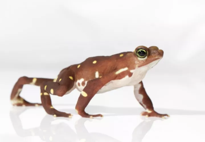 'Atelopus glyphus'. Foto: Cortesía/Ana Lucrecia Arosemena