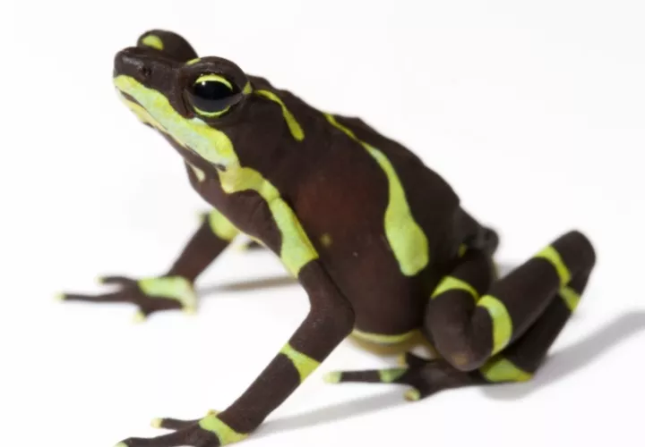 'Atelopus limosus'.