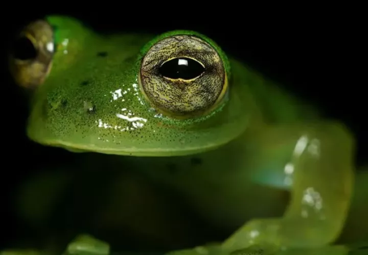 La estacionalidad de las presas afecta  la dieta de las ranas. Erick Barría