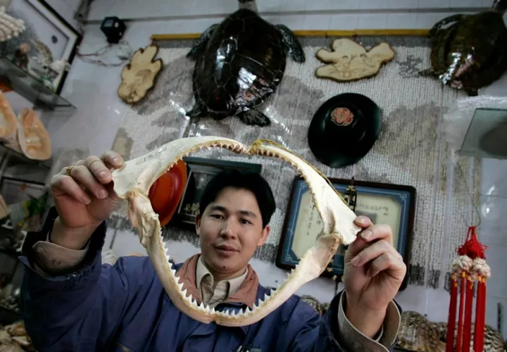 Un vendedor de productos marinos muestra una mandíbula de tiburón. Foto: EFE
