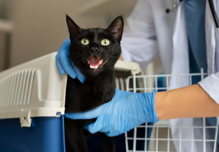Las esterilizaciones serán a bajo costo. Foto: Ilustrativa / Freepik