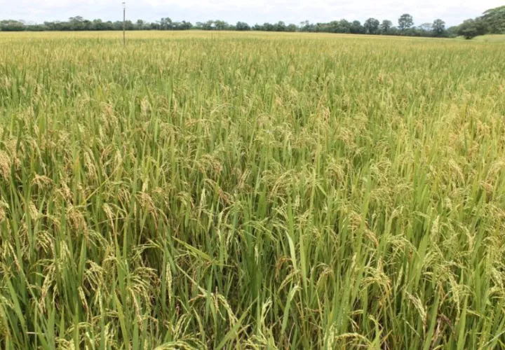 Los fondos destinados a impulsar la producción agrícola se deben utilizar de manera eficiente. Foto: Cortesía