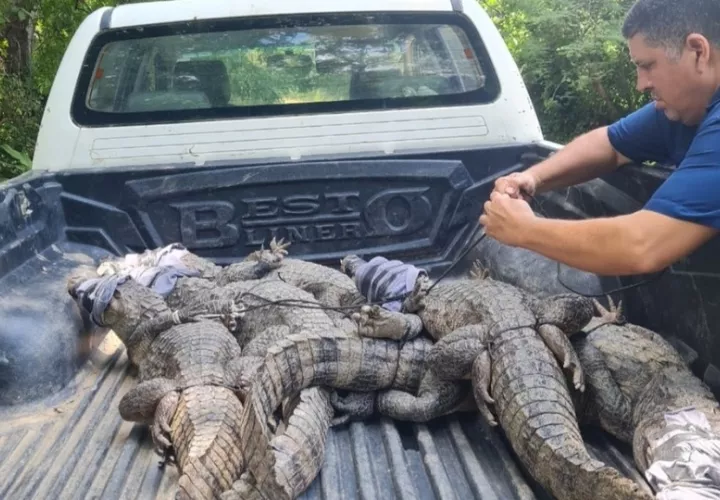 Los babillos son devueltos a su hábitat. Foto: Cortesía 