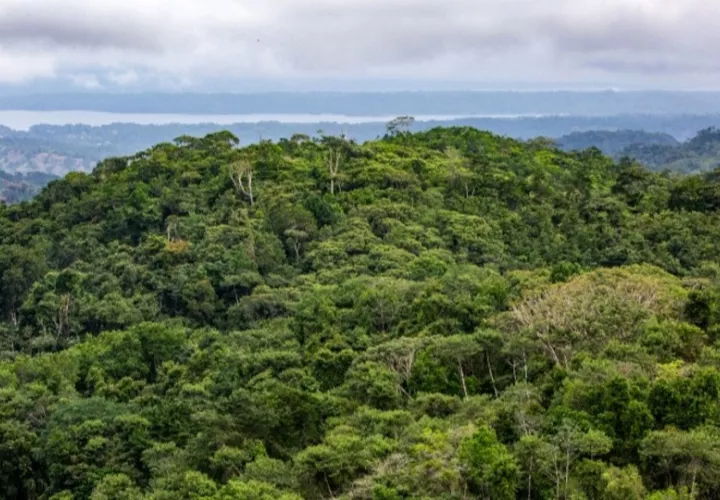 Los bosques tropicales en regeneración emiten mucho menos dióxido de carbono en el suelo que los pastizales. Foto: Cortesía 