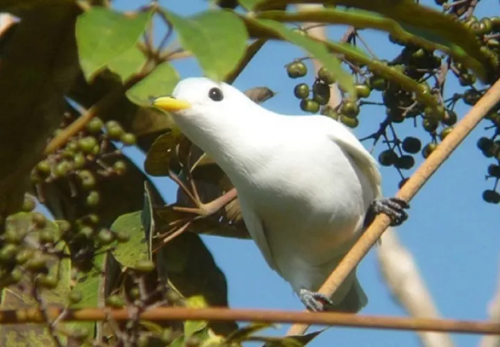 La Cotinga piquiamarilla se caracteriza por su cautivador plumaje blanco y pico amarillo. Cortesía/EUCLIDES CAMPOS