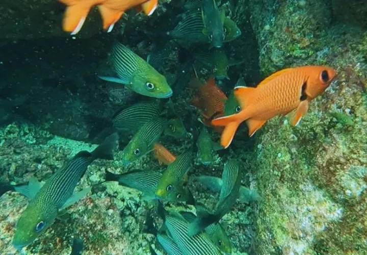Este tratado es fundamental para mitigar los impactos de la sobrepesca y el cambio climático. Foto: Archivo