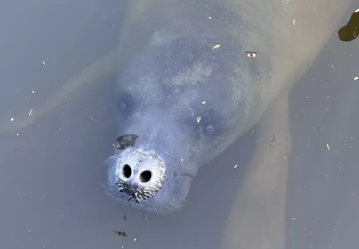 El manatí antillano es una especie legalmente protegida en Panamá.  Foto:  Héctor Guzmán, STRI