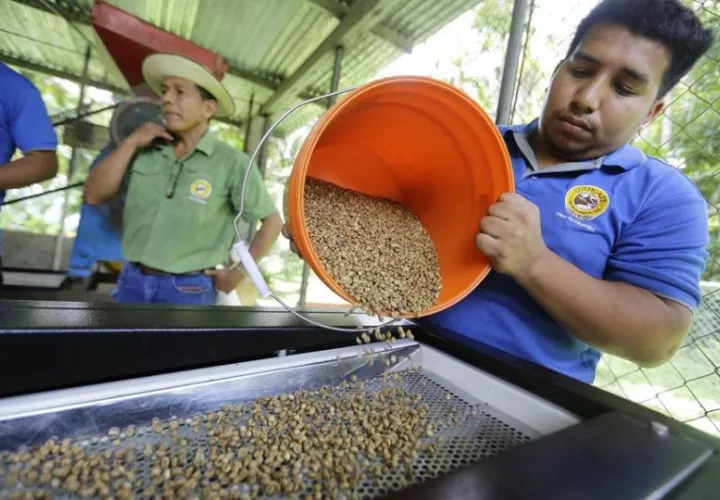  Un agricultor procesa granos de café este martes, en Las Gaitas (Panamá). Foto: EFE