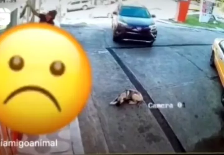 perro-arraijan-can.jpg