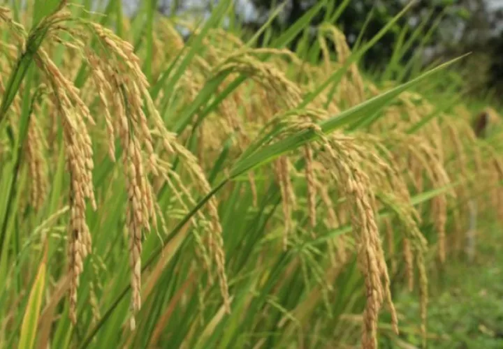 A pesar de que el país no es autosuficiente en el consumo de arroz, se cuenta con abastecimiento. cortesía