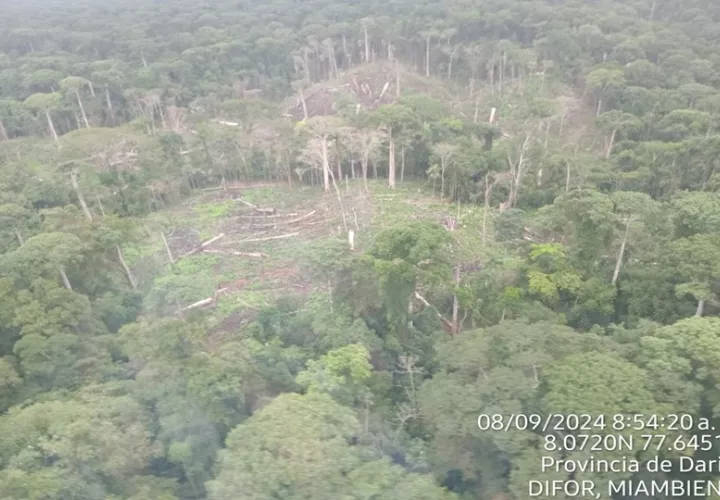 Bosque de la provincia de Darién. Foto: Cortesía