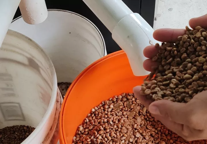 El cultivo del café Robusta dentro de la Cuenca del canal de Panamá se alinea con un enfoque integral que abarca la protección medioambiental, la promoción de la economía local y el turismo. Foto. Eric Montenegro