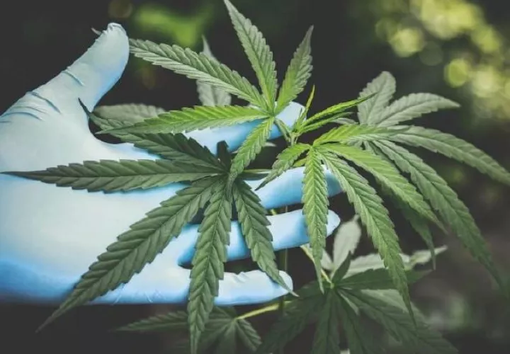 El cultivo de cáñamo tiene múltiples beneficios para el sector.  Ilustrativa