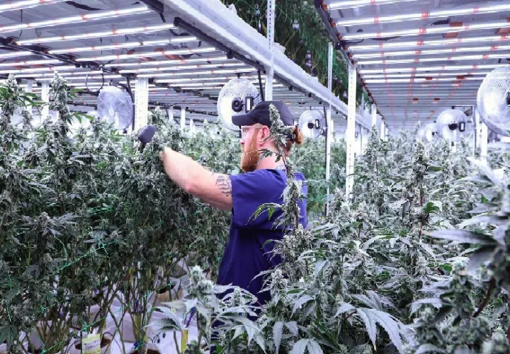 Hay que dar los pasos necesarios para que los que tengan licencias puedan exportar el producto. Foto. Cortesía