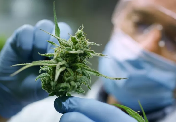 Existen entidades alrededor del mundo que han reconocido el uso del cannabis para más de 100 condiciones, como el National Institute of Health, New England Journal of Medicine, Cannadian Cancer Society entre muchas otras. Foto. Cortesía
