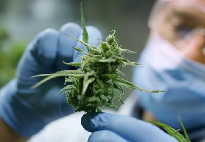 El cannabis puede atender muchas condiciones y es muy abarcadora. Foto: Cortesía