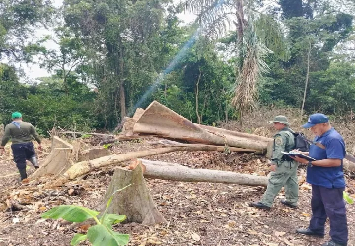 Adicional a este caso de tala de árboles, moradores de las comunidades aledañas han estado realizando actividades de cultivo dentro del área protegida. Foto. Proteger y Servir