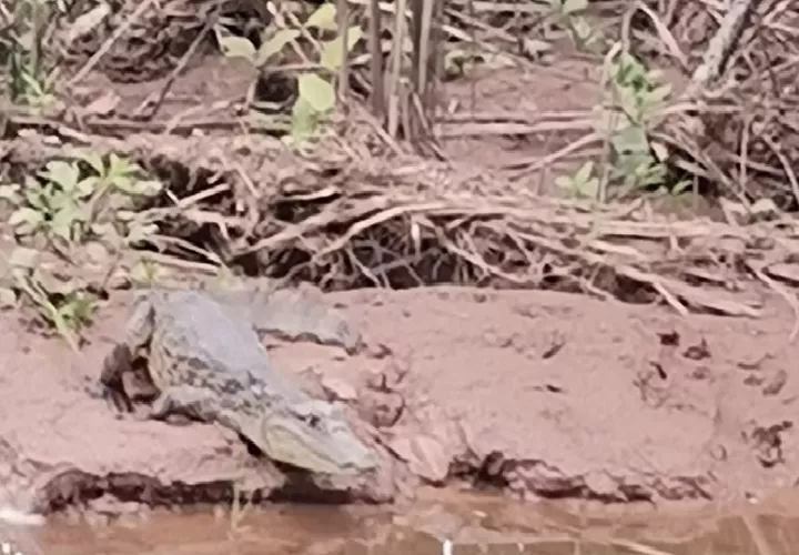  El video era sobre la captura de un cocodrilo aguja (Crocodylus acutus) en el sector de Cativá.