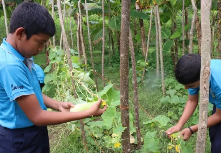 Jóvenes entre 10 y 12 años producen animales y granos para satisfacer las necesidades de su centro educativo, e impulsar la integración y el desarrollo de líderes. Cortesía