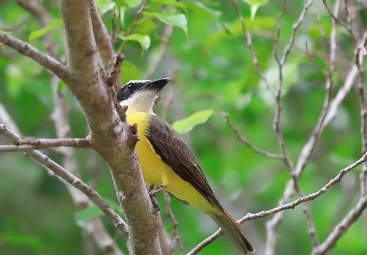 Reafirmarán el compromiso del país con la conservación de la biodiversidad. Foto: Cortesía