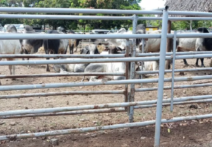 Unas 270 reses han sido hurtadas este año en distintas fincas del distrito de La Chorrera. Foto: Erick A. Montenegro