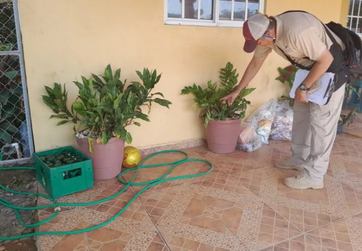 El dengue se transmite a través de la picadura del mosquito de  Aedes Aegypti. Foto: Cortesía