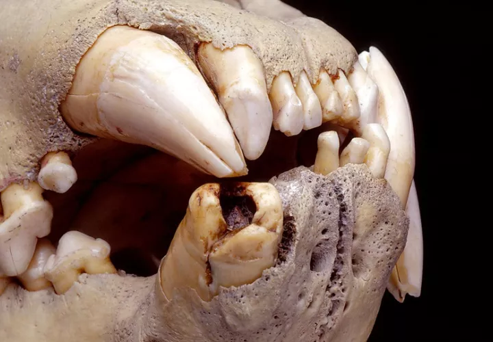 Los avances en microscopía y genómica han permitido reconstruir la dieta  de los leones. Foto: EFE