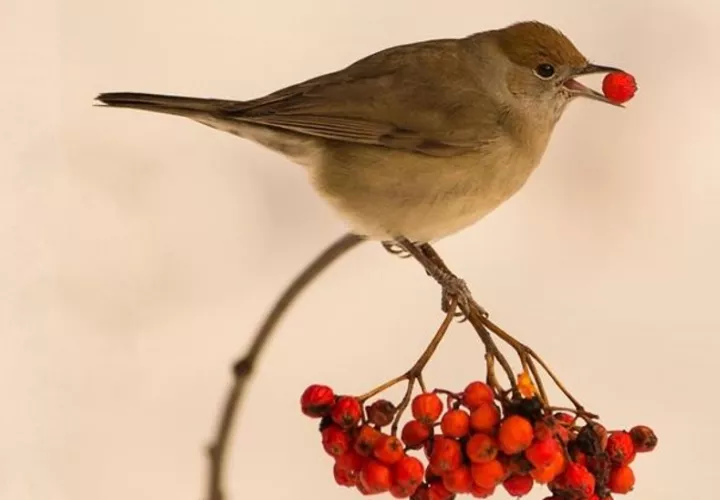 Curruca capirotada comiendo una baya de serbal. Foto: Science