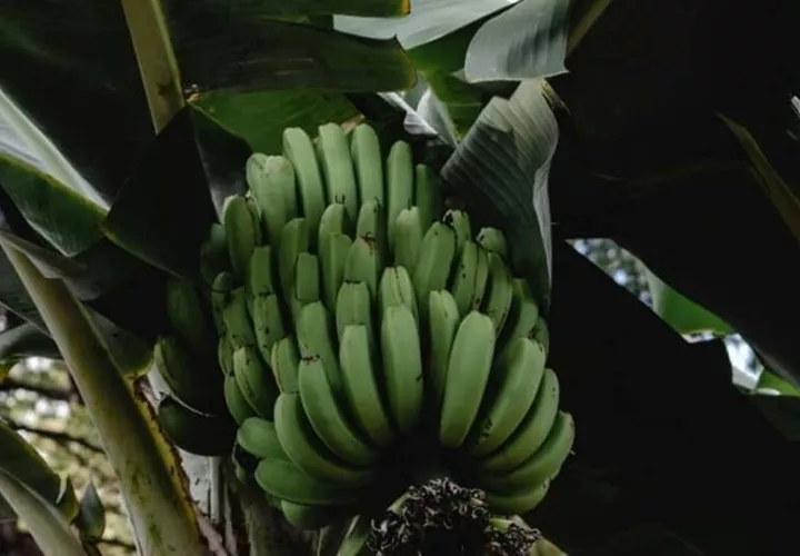 exportacion-platano-banano_0.jpg