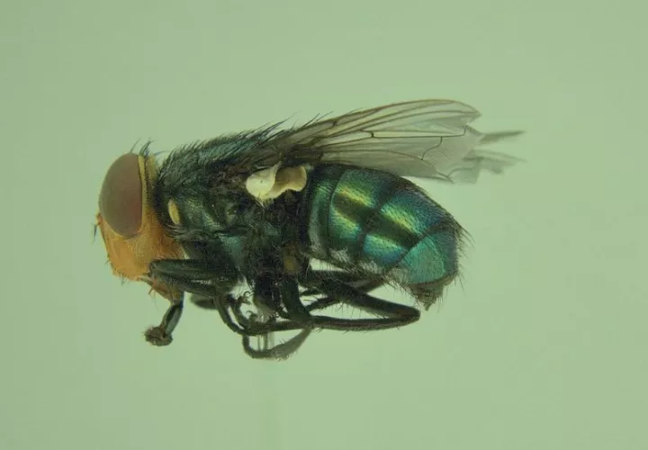  La mosca hembra grávida propaga el GBG. Foto: Cortesía