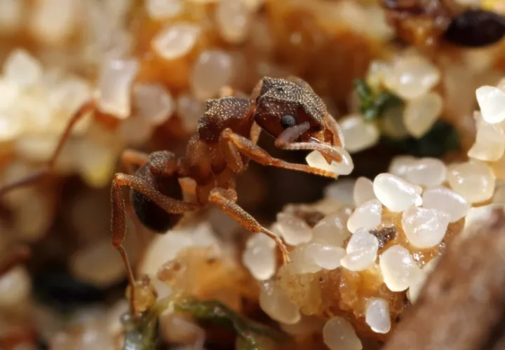 Una obrera recolectora de levaduras en su jardín de hongos.  Foto:  Alex Wild