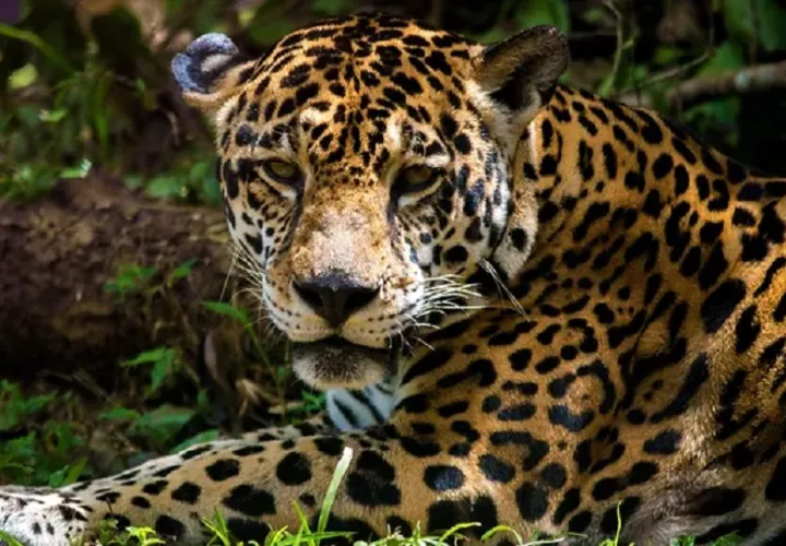 Más de 300 jaguares han muerto en los últimos 40 años por conflictos con el hombre. Foto: Yagaurá
