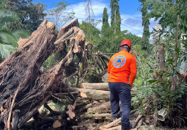 Cerca de una treintena de árboles se cayeron en la capital. Foto: Cortesía Sinaproc