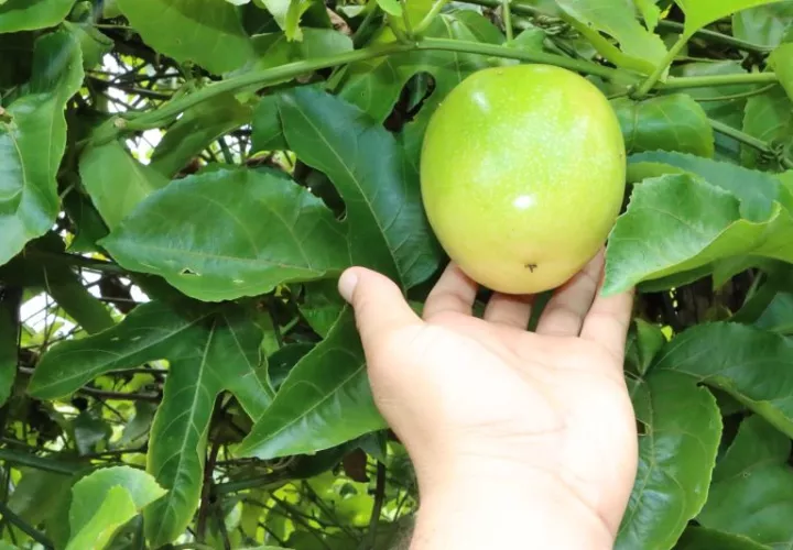 Se estima que en Panamá la maracuyá la cultivan unos 51 productores. Foto: Cortesía