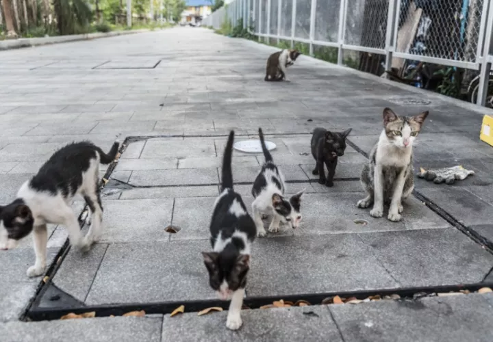 Dicha obra es muy esperada por los amantes de los animales en el país. Foto: Ilustrativa