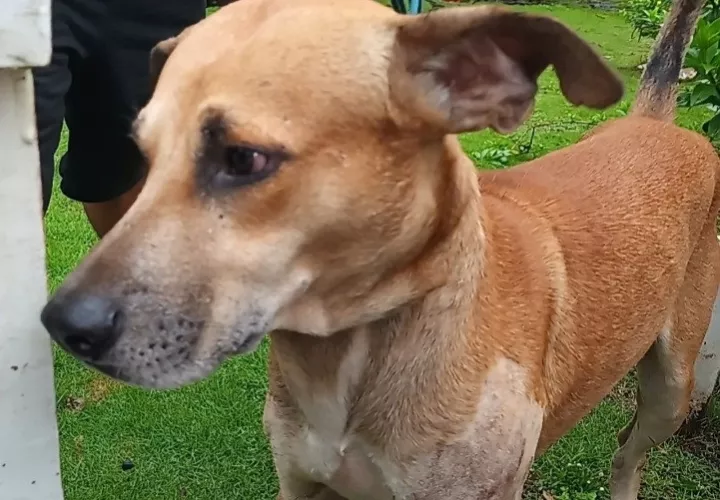 El perro rescatado presentaba  tenía golpes y heridas en diferentes partes de su cuerpo y en la cabeza.Foto: Melquiades Vásquez.